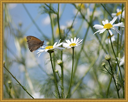 Motyl i wcale nie ten sam,po skoszeniu lak fruwa ich tysiace!! #alicjaszrednicka #kwiaty #macro #motyle