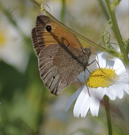 Motyl i wcale nie ten sam,po skoszeniu lak fruwa ich tysiace!! #alicjaszrednicka #kwiaty #macro #motyle