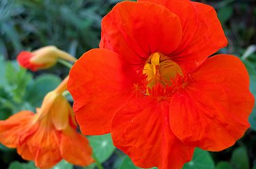 u matuli w ogródku #kwiaty #nasturcja #ogród #przyroda