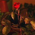 nocna róża