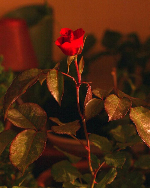 nocna róża