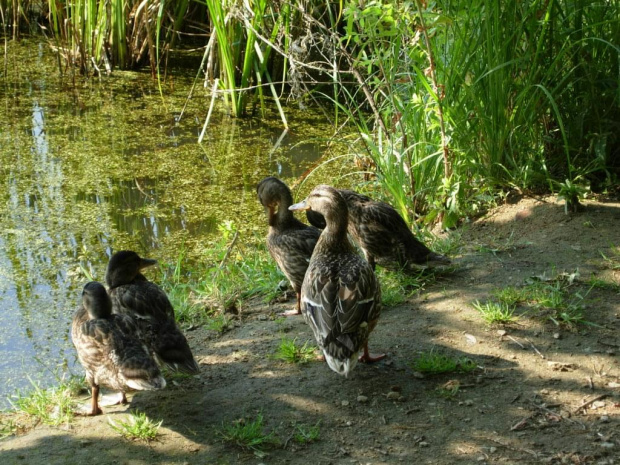 Dzikie kaczki spotkane na bagnach za jeziorem.