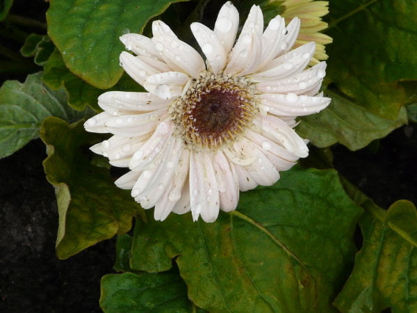 gerbera ogrodowa