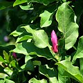Spacerkiem po ogrodzie-magnolia #ryby #motyl #osy