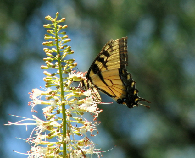 Spacerkiem po ogrodzie-Paz Krolowej #ryby #motyl #osy