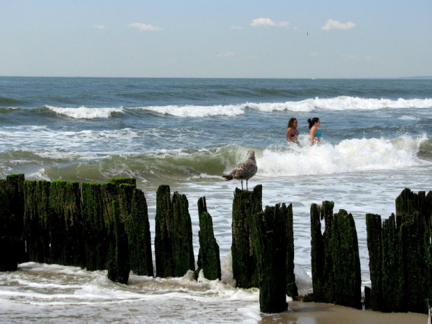 Lato,lipiec,plaża #lato #lipiec #ocean #cepelin #SkarbyPlaży #mewy #fale #muszle #plażowicze