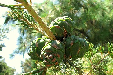 Spacerkiem po ogrodzie #ryby #motyl #osy