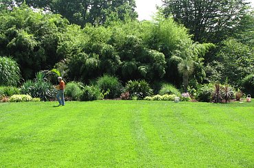 Spacerkiem po ogrodzie #WidokiWOgrodzie #krzewy #hortensje #lilie #rumianki #makówki #osty #krwawnik