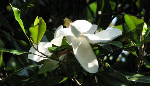 Spacerkiem po ogrodzie-magnolia #ryby #motyl #osy
