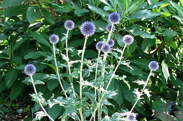 Spacerkiem po ogrodzie #WidokiWOgrodzie #krzewy #hortensje #lilie #rumianki #makówki #osty #krwawnik