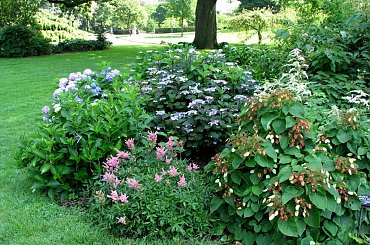 Spacerkiem po ogrodzie #WidokiWOgrodzie #krzewy #hortensje #lilie #rumianki #makówki #osty #krwawnik