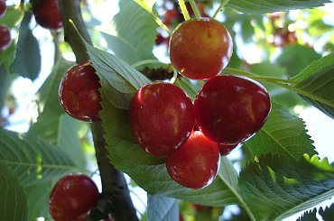 Czereśnie #NaDziałce #czereśnie