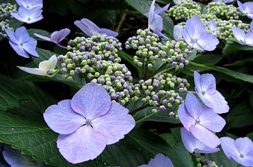 Spacerkiem po ogrodzie #WidokiWOgrodzie #krzewy #hortensje #lilie #rumianki #makówki #osty #krwawnik