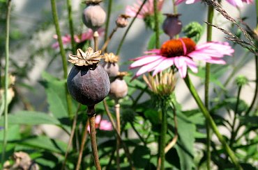 Spacerkiem po ogrodzie #WidokiWOgrodzie #krzewy #hortensje #lilie #rumianki #makówki #osty #krwawnik
