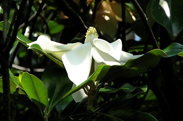 Spacerkiem po ogrodzie-magnolia #ryby #motyl #osy