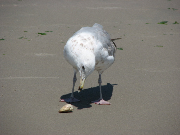 Lato,lipiec plaża... #ocean #fale #mewy #muszle #plażowicze