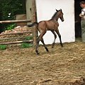 #Tara #fundacjaTara #Piskorzyna #konie #źrebak