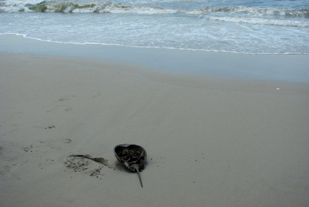 Lato,lipiec,plaża #lato #lipiec #ocean #cepelin #SkarbyPlaży #mewy #fale #muszle #plażowicze