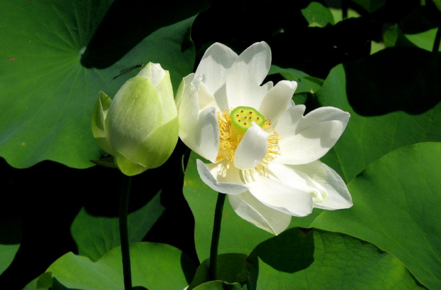 Lilie wodne i lotosy