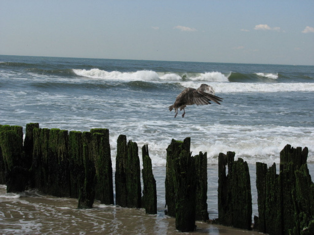 Lato,lipiec,plaża #lato #lipiec #ocean #cepelin #SkarbyPlaży #mewy #fale #muszle #plażowicze