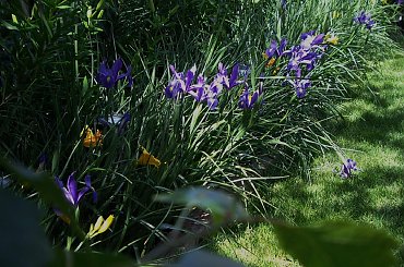 lipiec w moim ogrodzie #ogrod #lipiec