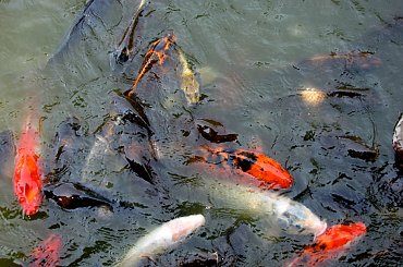 Spacerkiem po ogrodzie #ryby #motyl #osy