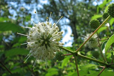 Spacerkiem po ogrodzie #ryby #motyl #osy