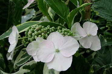 Spacerkiem po ogrodzie #WidokiWOgrodzie #krzewy #hortensje #lilie #rumianki #makówki #osty #krwawnik