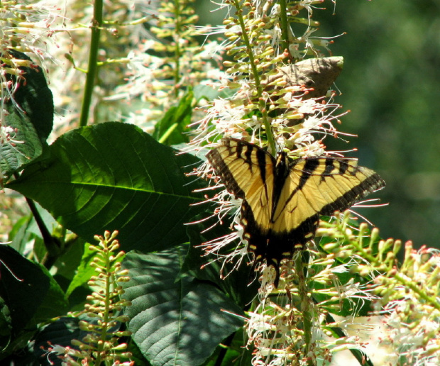 Spacerkiem po ogrodzie- Paz Krolowej #ryby #motyl #osy