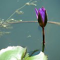 Lilie wodne i lotosy