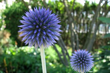 Spacerkiem po ogrodzie #WidokiWOgrodzie #krzewy #hortensje #lilie #rumianki #makówki #osty #krwawnik