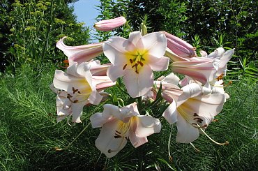 Spacerkiem po ogrodzie #WidokiWOgrodzie #krzewy #hortensje #lilie #rumianki #makówki #osty #krwawnik