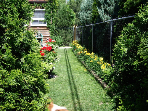 lipiec w moim ogrodzie #ogrod #lipiec