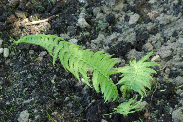 Skarpa - paproć