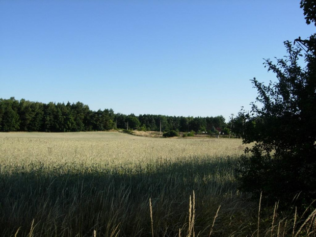 Pola z linią kolejową w tle.