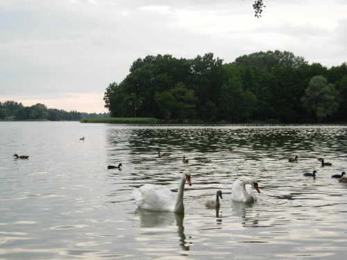 Labędzie wieczorowa porą.