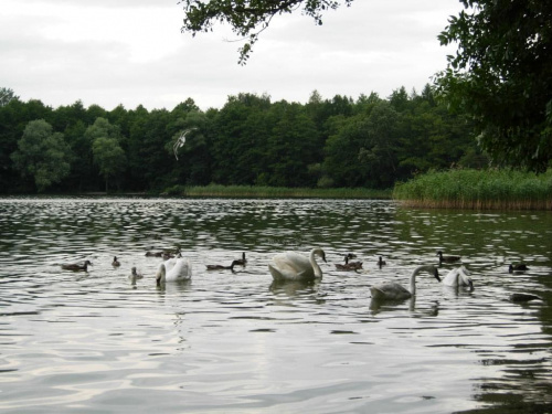 Labędzie wieczorowa porą.