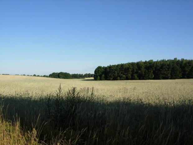 Szerokie pola Wielkopolski w porannym słońcu.