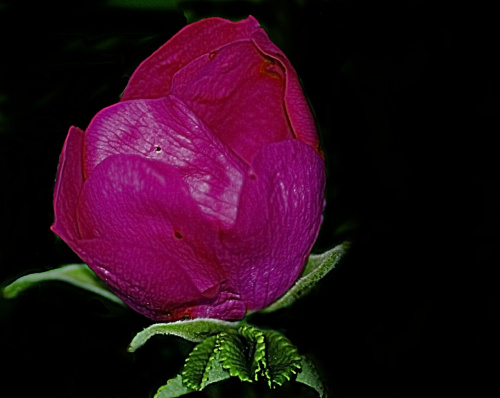 Kwiat dzikiej rozy. #macro #roze #kwiaty