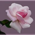 Roza z mojego ogrodka dla wszystkich odwiedzajacych moja strone:)) #kwiaty #macro #roze