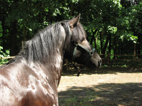 09-07-2008 #konie #Piskorzyna #fundacjatara