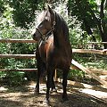 09-07-2008 #konie #Piskorzyna #fundacjatara