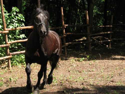 09-07-2008 #konie #Piskorzyna #fundacjatara