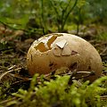 Jajo jakiegoś dzikiego ptaka. Prawdopodobnie wypadło w czasie dzisiejszej wichury u mnie w okolicy. Jajko wielkością można było porównać do jajka kury... #jajo #jajko #ptasie #ptaki #las #dzika #przyroda #natura