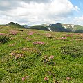 Kwitnące rododendrony na przełęczy "Nad Kwadratem", w tle grań główna. Tak przyjęli nazywać ukraińscy turyści nie nazwaną przełęcz pomiędzy Smotrecem a granią główną / od charakterystycznych ruin fundamentów polskiego schroniska pod przełęczą...