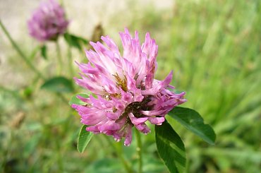 Koniczyna łąkowa #rośliny #ogród #kwiaty #natura #koniczyna #łąkowa #łąka