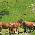 "Dyżurne stadko koników nad Jeziorkiem Niesamowitym.