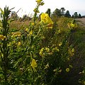 Wiesiołek #pola #łąki #rośliny #flora #przyroda #natura #wieś