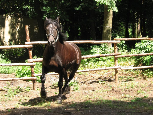 09-07-2008 #konie #Piskorzyna #fundacjatara