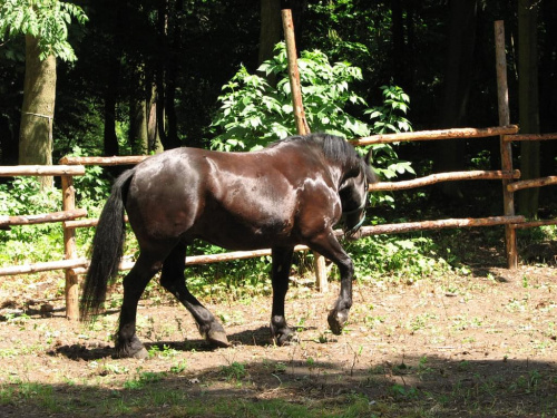 09-07-2008 #konie #Piskorzyna #fundacjatara